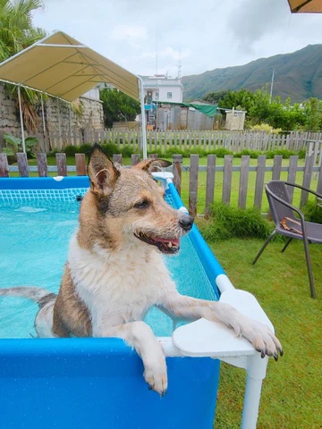 HKMC Exclusive Doggie Swimming Day Pass